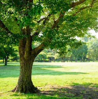 Can trees save the planet?
